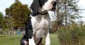 Mantle Great Dane Puppies in Ballintrillick