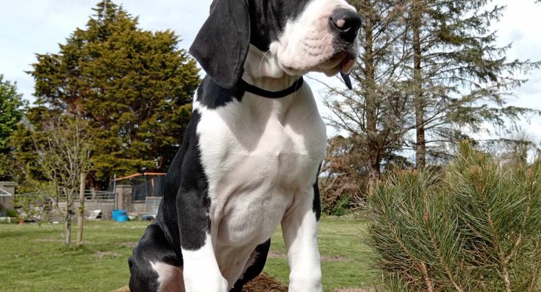 Mantle Great Dane Puppies in Ballintrillick