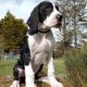 Mantle Great Dane Puppies in Ballintrillick