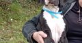 Mantle Great Dane Puppies in Ballintrillick