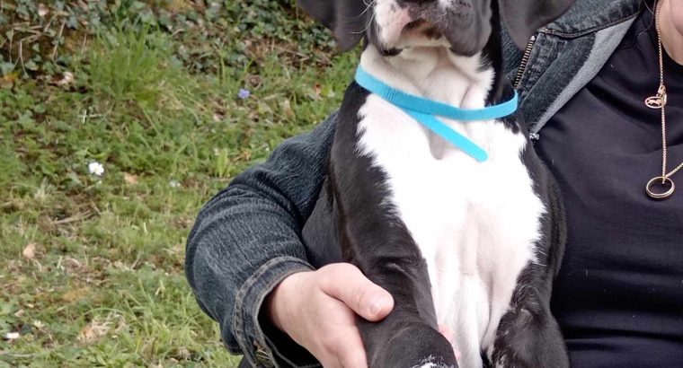 Mantle Great Dane Puppies in Ballintrillick