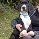 Mantle Great Dane Puppies in Ballintrillick
