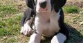 Mantle Great Dane Puppies in Ballintrillick