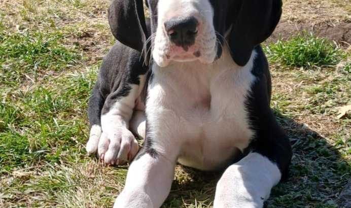 Mantle Great Dane Puppies in Ballintrillick