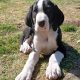 Mantle Great Dane Puppies in Ballintrillick