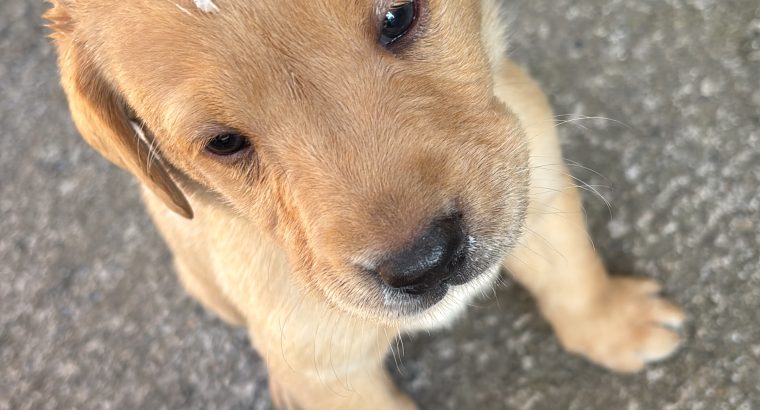Labrador Puppies