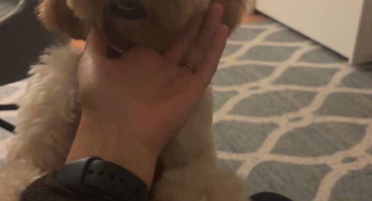 Golden Cockapoo for Sale in Galway City – IKC