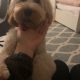Golden Cockapoo for Sale in Galway City – IKC