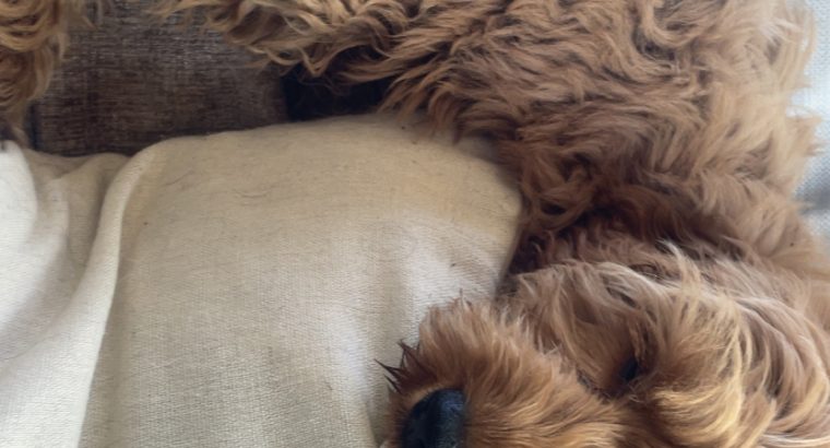 Cavapoo puppy (Male) for sale!