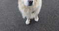 Golden Retriever in Claremont – Family Friendly