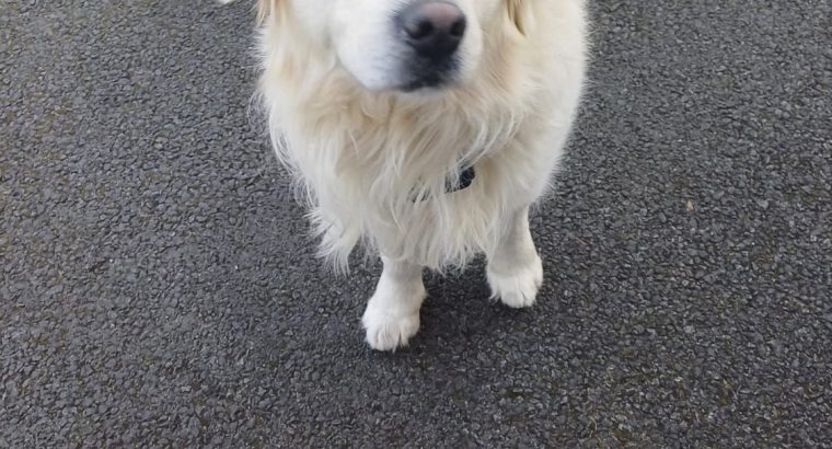 Golden Retriever in Claremont – Family Friendly