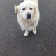 Golden Retriever in Claremont – Family Friendly