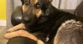 Traditional straight back German Shephaerd pups – microchip pending
