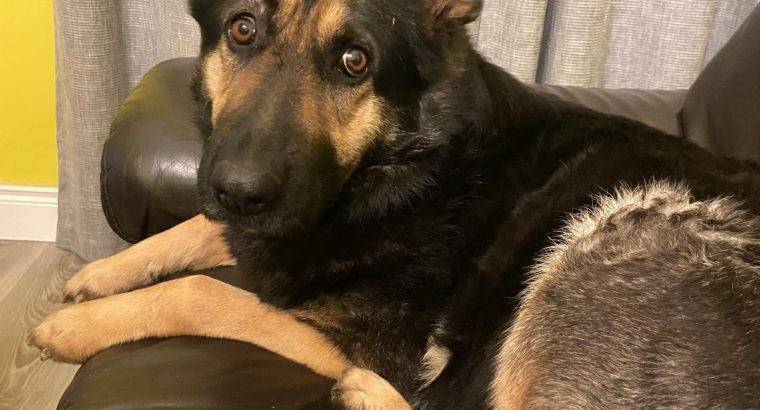 Traditional straight back German Shephaerd pups – microchip pending