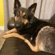 Traditional straight back German Shephaerd pups – microchip pending
