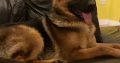 Traditional straight back German Shephaerd pups – microchip pending