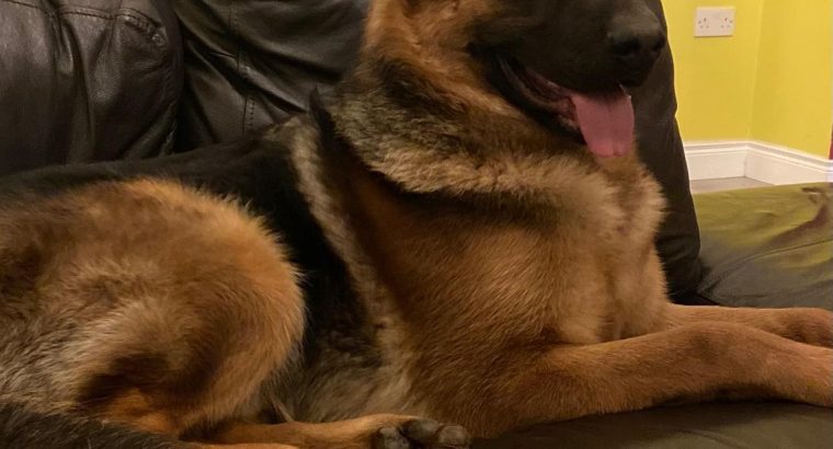 Traditional straight back German Shephaerd pups – microchip pending