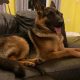 Traditional straight back German Shephaerd pups – microchip pending
