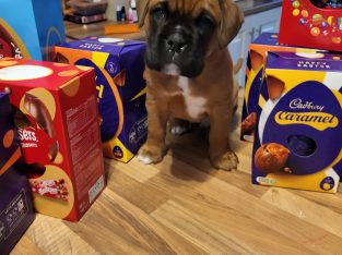 Boxer