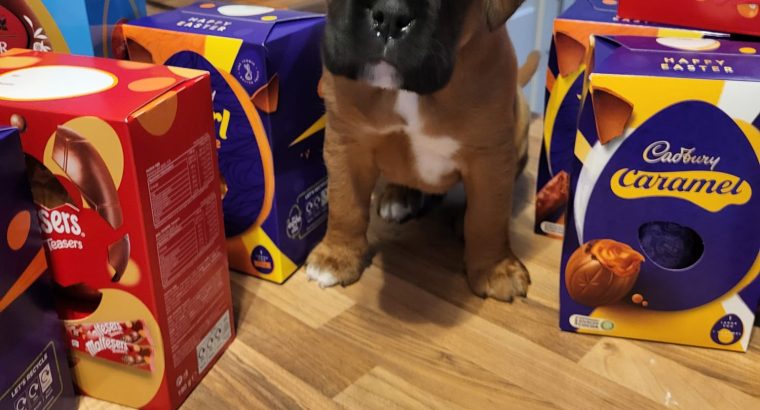 Boxer