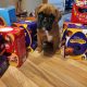 Boxer