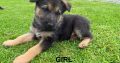 Traditional straight back German Shephaerd pups – microchip pending