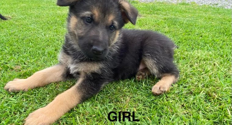 Traditional straight back German Shephaerd pups – microchip pending