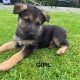 Traditional straight back German Shephaerd pups – microchip pending