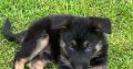 Traditional straight back German Shephaerd pups – microchip pending