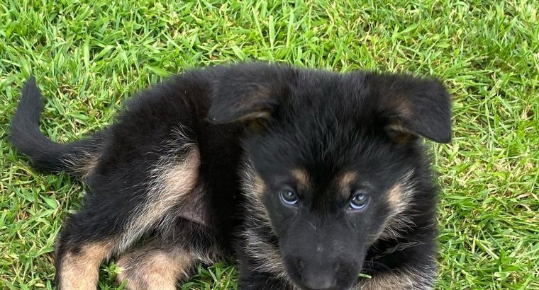 Traditional straight back German Shephaerd pups – microchip pending