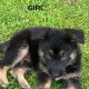 Traditional straight back German Shephaerd pups – microchip pending