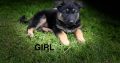 Traditional straight back German Shephaerd pups – microchip pending