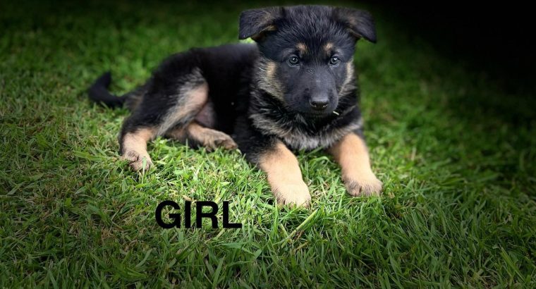 Traditional straight back German Shephaerd pups – microchip pending