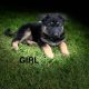 Traditional straight back German Shephaerd pups – microchip pending