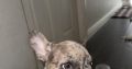Blue French Bulldog Puppies for Sale in Ireland