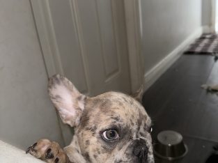 Blue French Bulldog Puppies for Sale in Ireland
