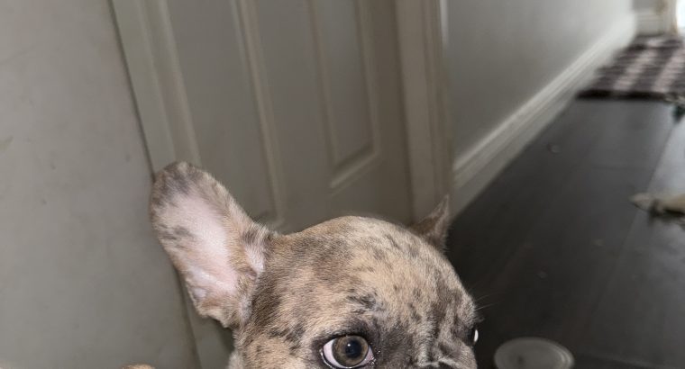 Blue French Bulldog Puppies for Sale in Ireland