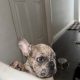 Blue French Bulldog Puppies for Sale in Ireland