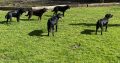 Cocker Spaniel Puppies in Mullingar – Energetic Fun