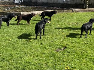 Cocker/Collie Cross