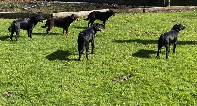 Cocker Spaniel Puppies in Mullingar – Energetic Fun