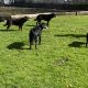 Cocker Spaniel Puppies in Mullingar – Energetic Fun