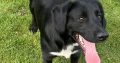 Cocker Spaniel Puppies in Mullingar – Energetic Fun