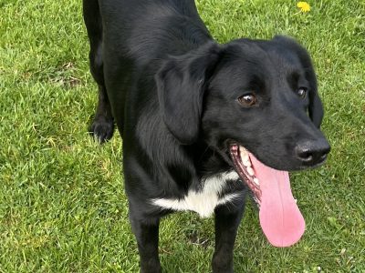 Cocker Spaniel Puppies in Mullingar – Energetic Fun