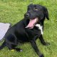 Cocker Spaniel Puppies in Mullingar – Energetic Fun