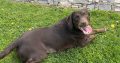 Cocker Spaniel Puppies in Mullingar – Energetic Fun