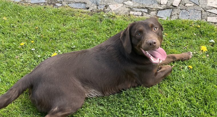 Cocker Spaniel Puppies in Mullingar – Energetic Fun