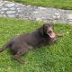Cocker Spaniel Puppies in Mullingar – Energetic Fun