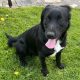 Cocker Spaniel Puppies in Mullingar – Energetic Fun