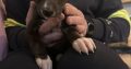 Miniature Whippets for Sale in Wicklow